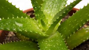 Aloe Vera Leaf